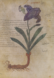 Iris illustration in the Vienna Dioscorides manuscript, which dates to 512 CE. Source: Wikimedia