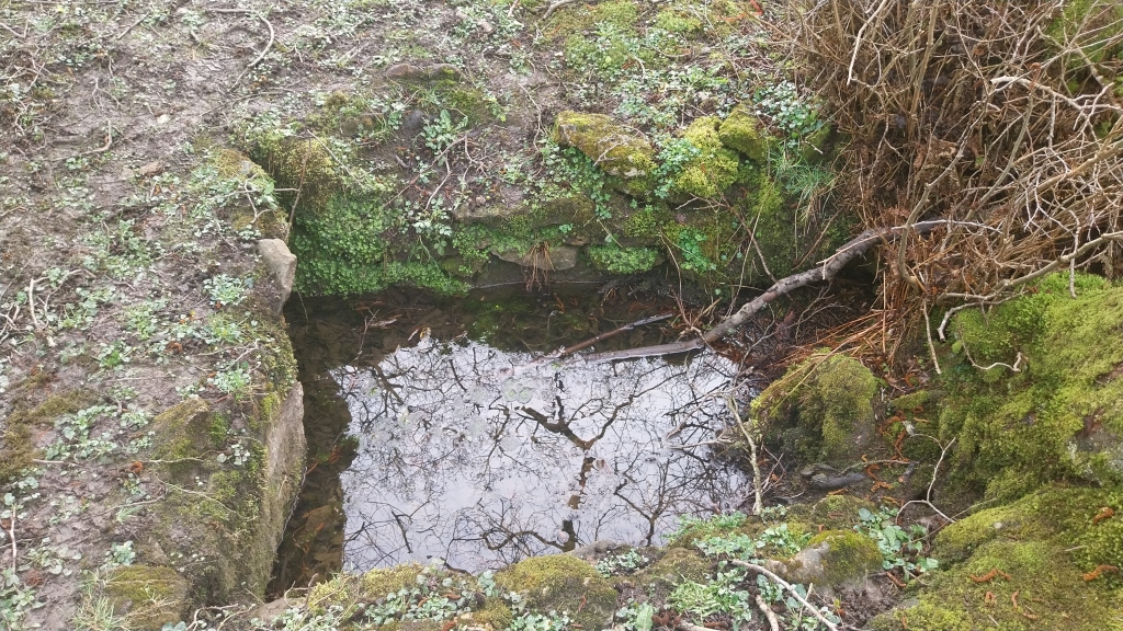 A small rectangular well in a wooded area. The well is made of big stones. The water doesn't look particularly inviting.